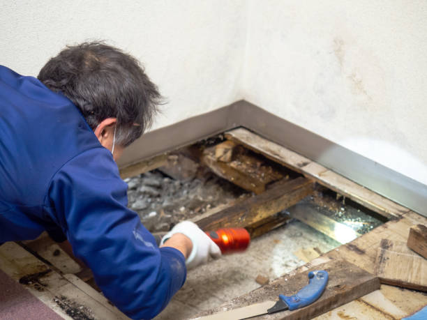 Best Crawl Space Mold Remediation in Merritt Island, FL