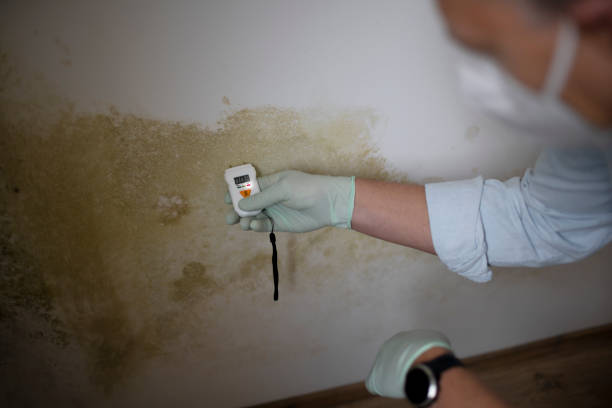 Best Industrial Mold Remediation in Merritt Island, FL
